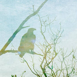 Waiting Eagle by Georgia Clare