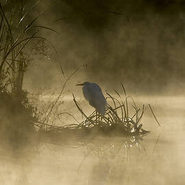 Waiting For The Sun by Steven Sparks