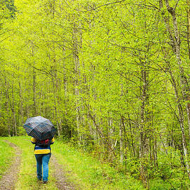 Walk in the bright green forest in early spring by Matthias Hauser
