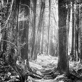 Walk Into the Light by Beth Sargent