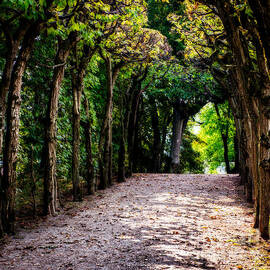 walk through the first days of fall by Hannes Cmarits