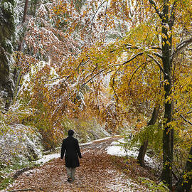 Walking into winter - beautiful autumnal trees and the first snow of the year by Matthias Hauser