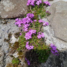 Wall Flower