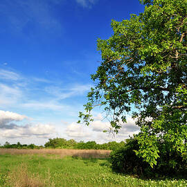 Walnut Tree In Time Of Spring by Aureliangogonea