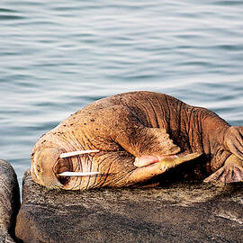 Walrus Masturbating On A Rock, Alaska by PHIL A. DOTSON