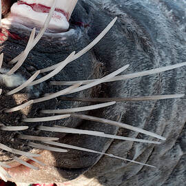 Walrus Whiskers by Science Photo Library