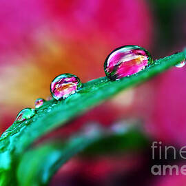 Water Droplets in magenta