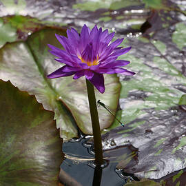 Water Lily 11 and Guest by Allen Beatty