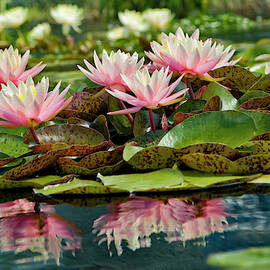 Water Lily And Lily Pads, Como Park Zoo by Adam Jones
