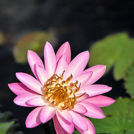 Water Lily II by L Machiavelli