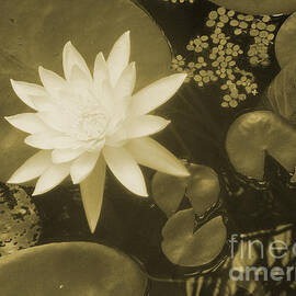 Water Lily in Sepia 1