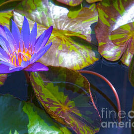 Water Lily Pond by Roselynne Broussard