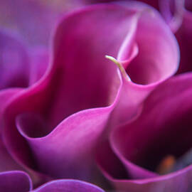 Waves of Purple. Calla Lily by Jenny Rainbow