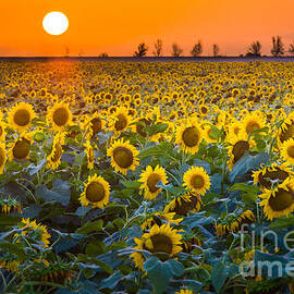 Waxahachie Sunflowers by Inge Johnsson