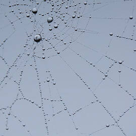 Web Fractal by Jani Freimann