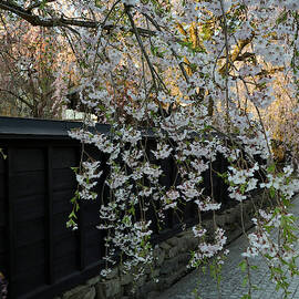 Weeping Cherry Tree In Front Of 19th by Panoramic Images