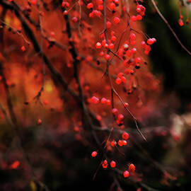 Weeping by Linda Shafer