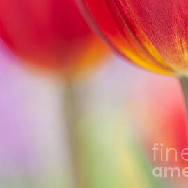 Welcome Spring by Patty Colabuono