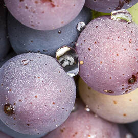 Wet Fruit by Jean Noren