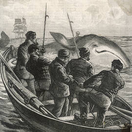 Whaling From A Small Boat          Date by Mary Evans Picture Library