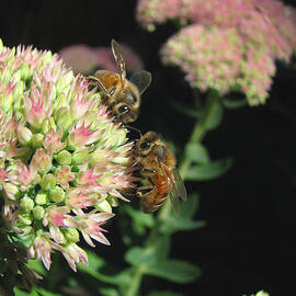 What's All the Buzz About - Flowers and Bees - Nature Photography  by Brooks Garten Hauschild