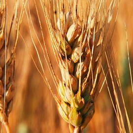 Wheat by Jeff Swan