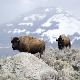 Where the Bison Roam by Deby Dixon