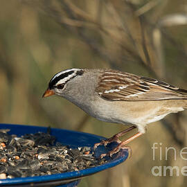 White-crowned Sparrow Eats by Linda Freshwaters Arndt