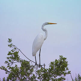 White Egret Bird by Daniela Duncan