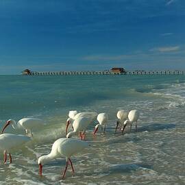 White Ibis near Historic Naples Pier