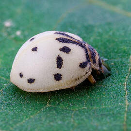 White Ladybug Or Ladybird by Craig Lapsley