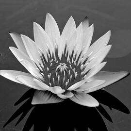 White Lotus Flower by Kristina Deane