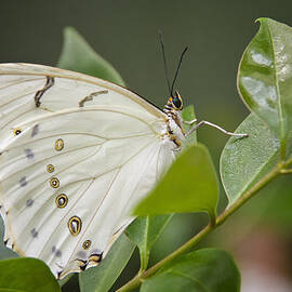 White Morpho Butterfly by Saija  Lehtonen