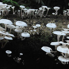 White Mushrooms Amazon Jungle Brazil 1 by Bob Christopher