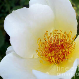 White Rose 2