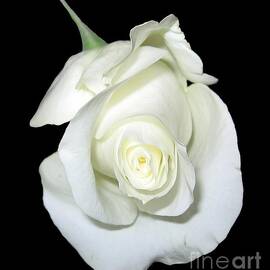 White Rose Bud