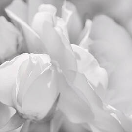 White Roses Soft Gray  by Jennie Marie Schell