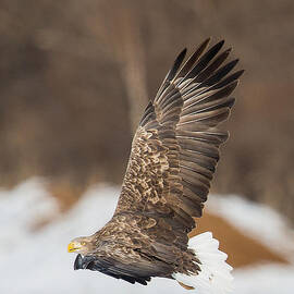 White Tailed Sea Eagle 5 by Natural Focal Point Photography