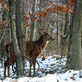 Whitetail Buck in Winter Woods