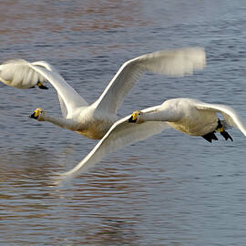 Whooper Swans by Science Photo Library