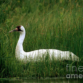Whooping Crane On Artificial Nest by William H. Mullins