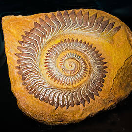 Whorl Tooth Shark Teeth Fossil by Millard H. Sharp