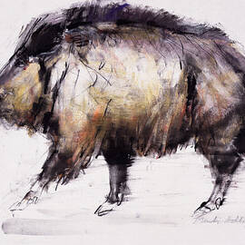 Wild Boar by Mark Adlington