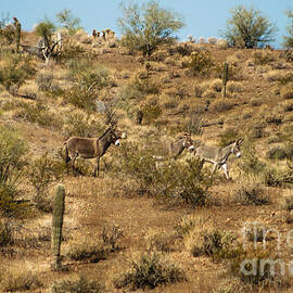 Wild Burros