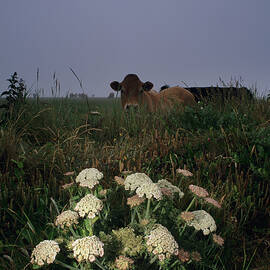 Wild Carrot Flowers by Science Photo Library