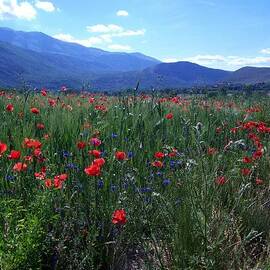 Wild Flowers