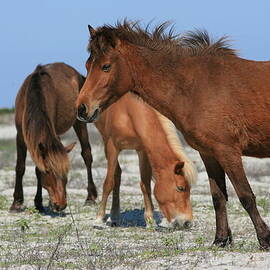 Wild Horses of Shackleford Banks