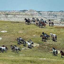 Wild Horses Stampeding by Mark Newman
