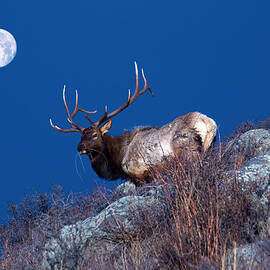 Wild Moon by Shane Bechler