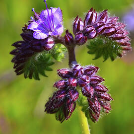Wildflower by Beth Sargent